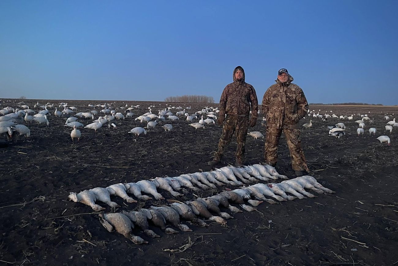 NISKA spring snow goose hunt