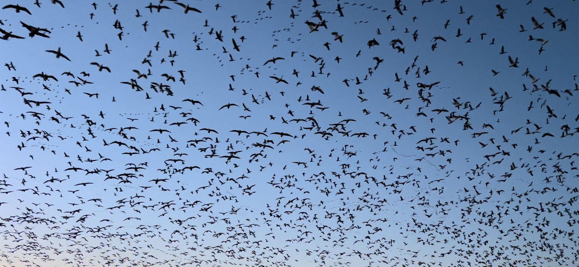 NISKA spring snow goose hunt across the spread in South Dakota