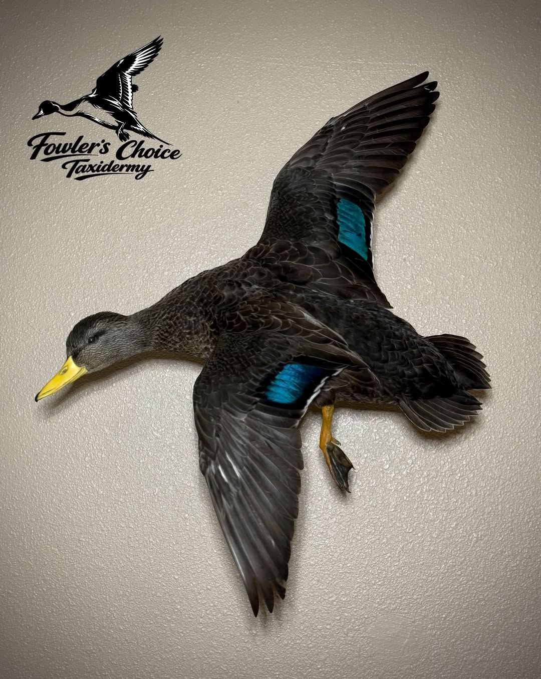 American black duck mounted in flight showing the violet-blue speculum on both wings
