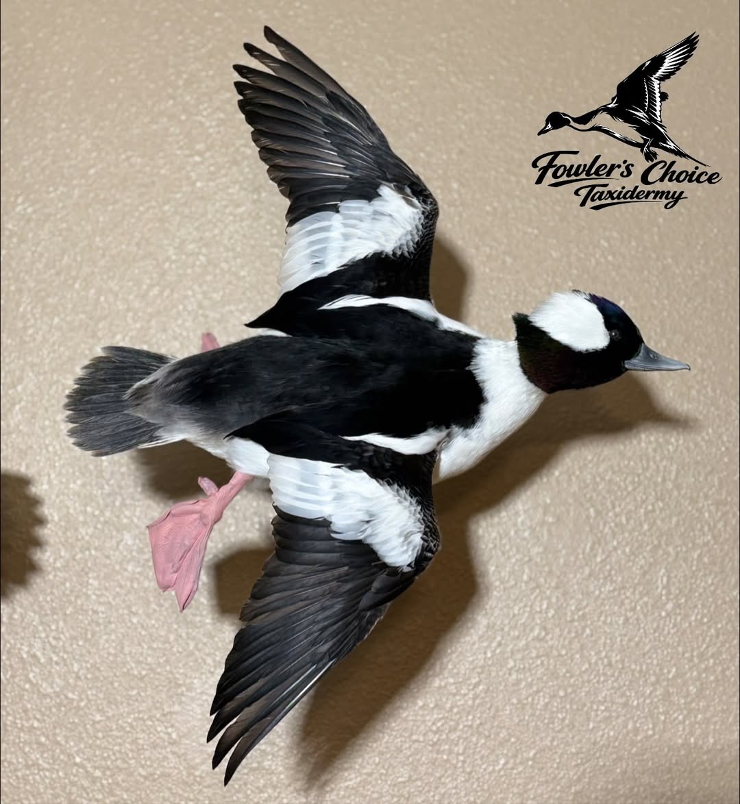 Bufflehead drake mounted in flight, white head patch and black-and-white wings