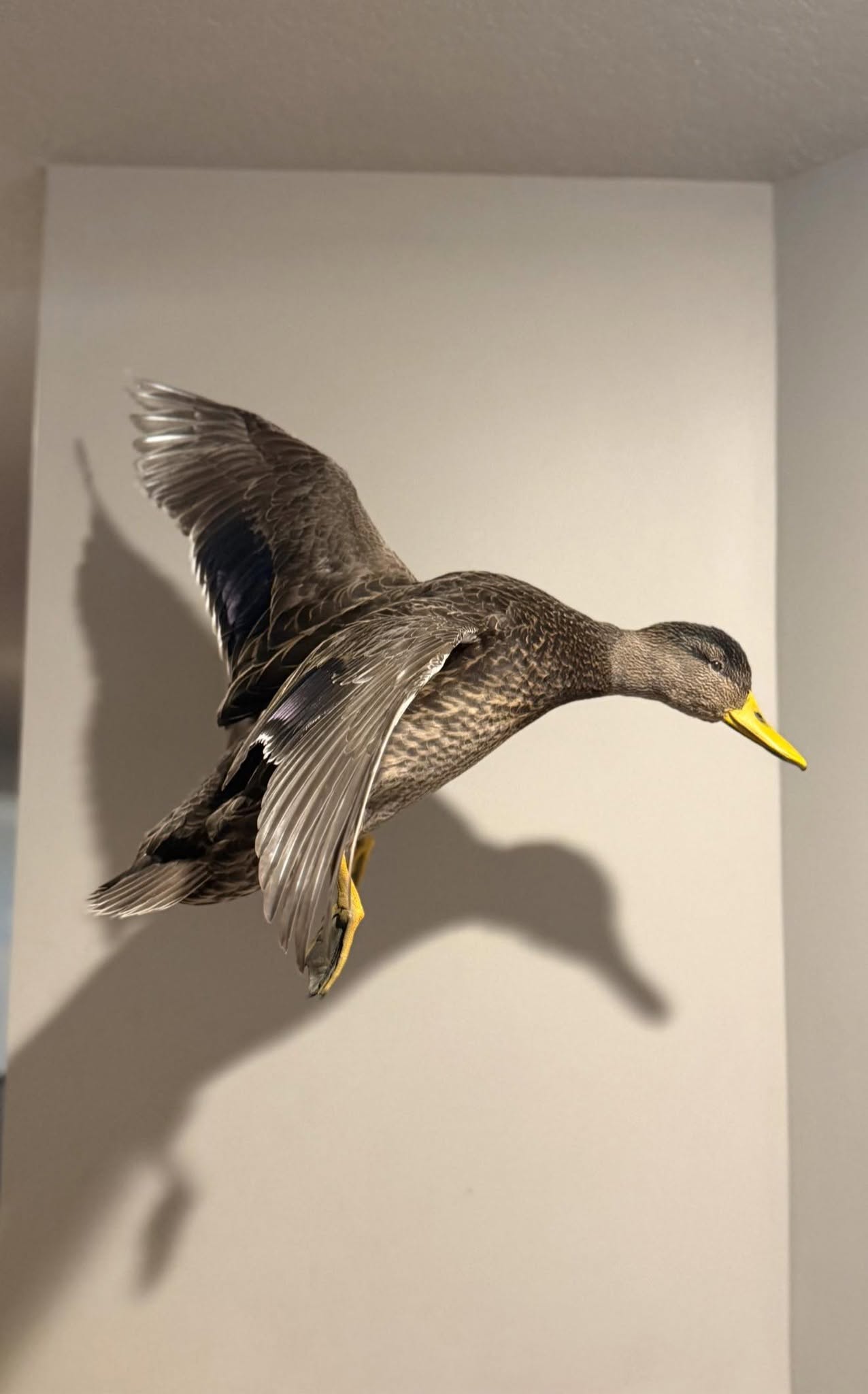 Duck mounted in flight against a plain wall, wings raised