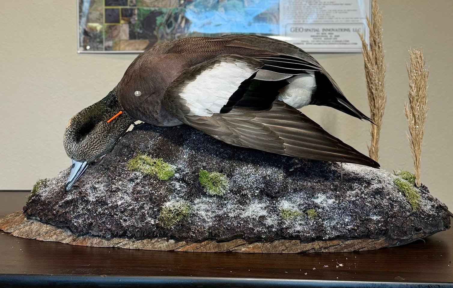Gadwall drake and hen mounted together on a habitat base with moss, snow and dried grass