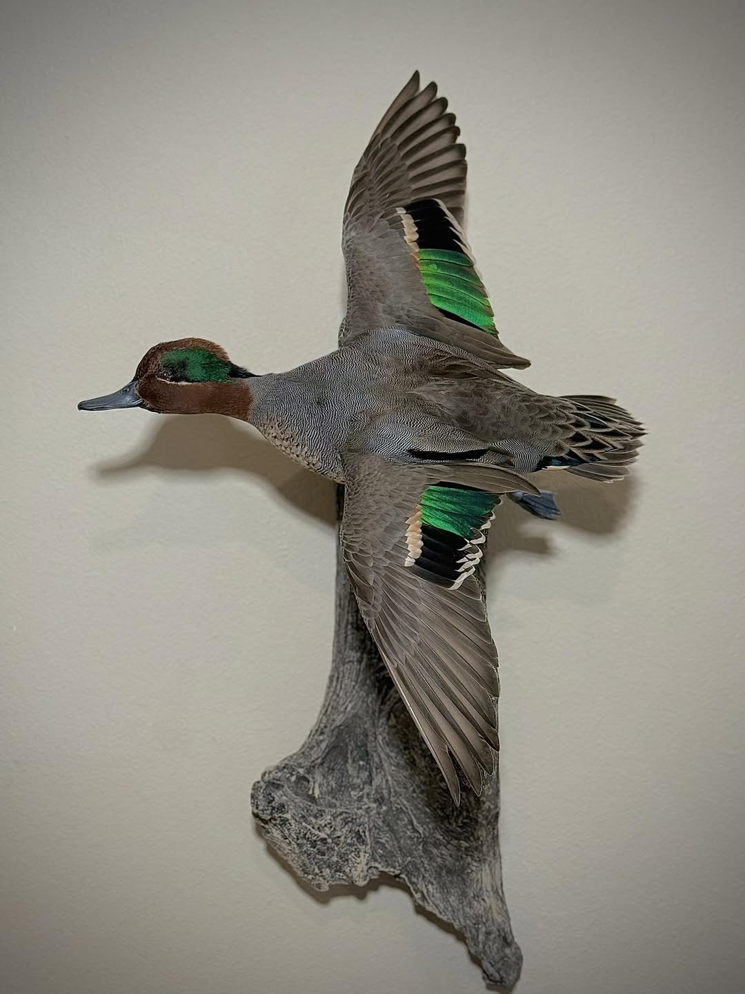 Green-winged teal drake mounted in flight on a driftwood perch