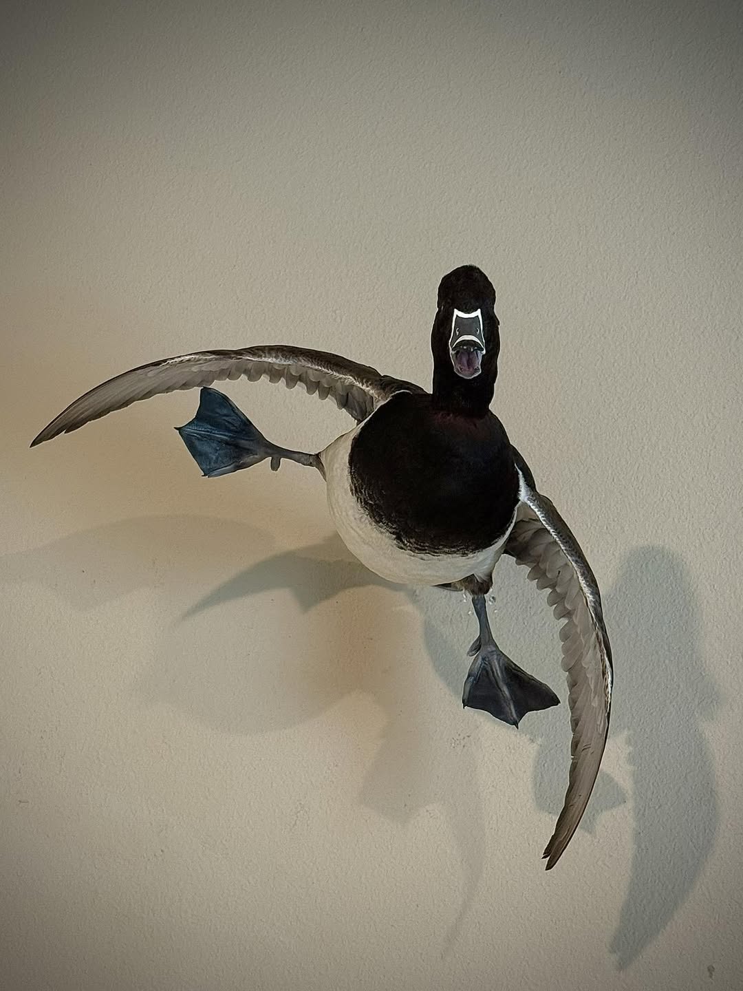 Ring-necked duck drake mounted mid-flight, wings swept forward and feet down